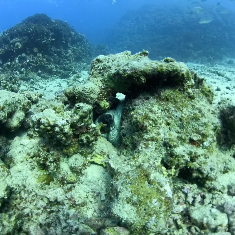 Oktopus.jpg